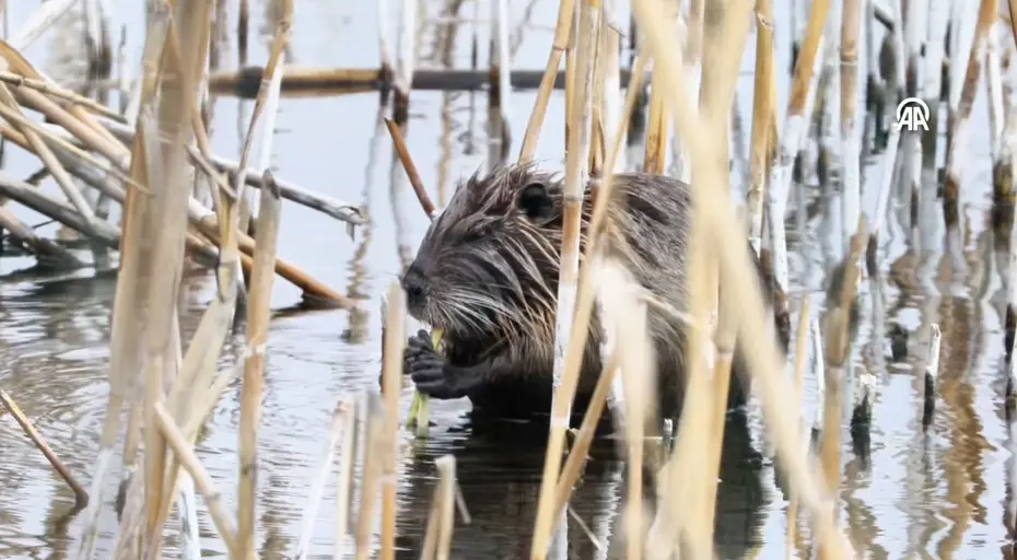 Ağrı Dağı eteklerindeki su maymunu beslenirken görüntülendi