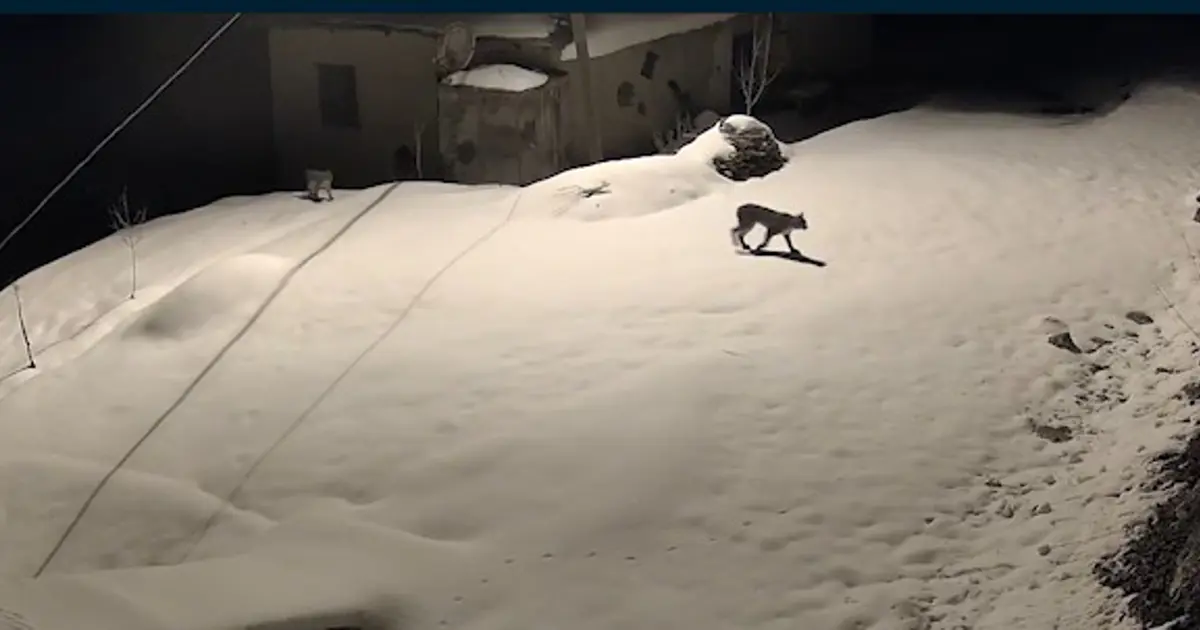 Aç kalan hayvanlar köylere indi!