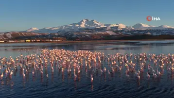 Kayseri’nin ilk flamingo kafilesi geldi