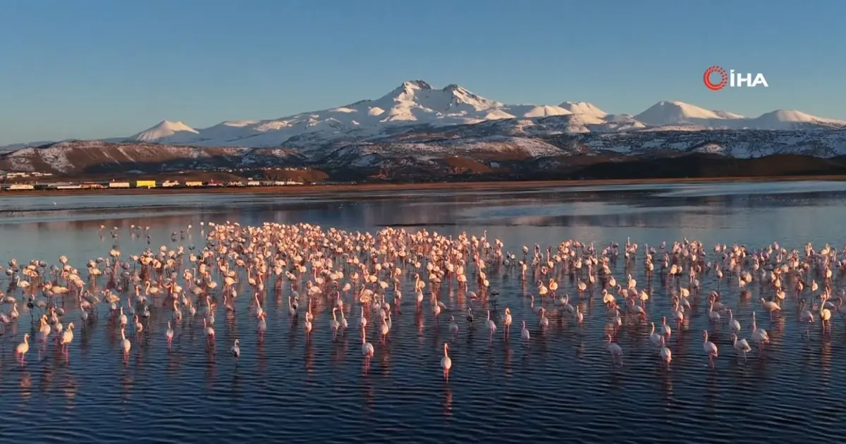 Kayseri’nin ilk flamingo kafilesi geldi