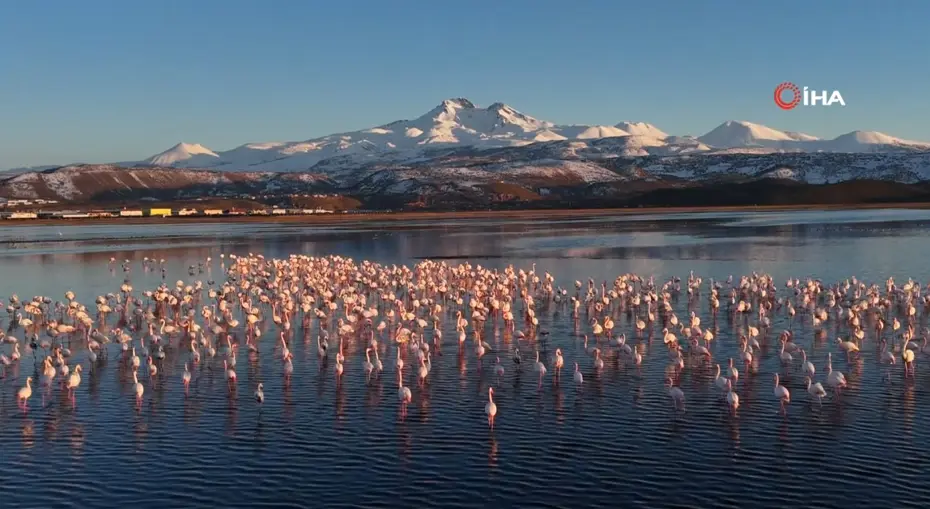 Kayseri’nin ilk flamingo kafilesi geldi