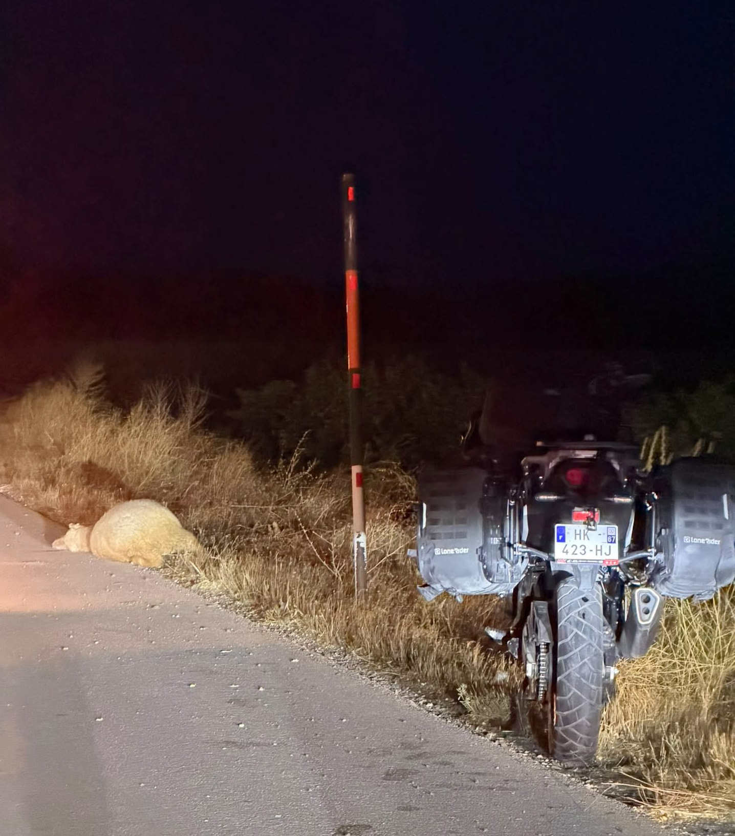Avrupa turuna çıkan Fransız motosikletçi koyun sürüsüne çarparak yaralandı