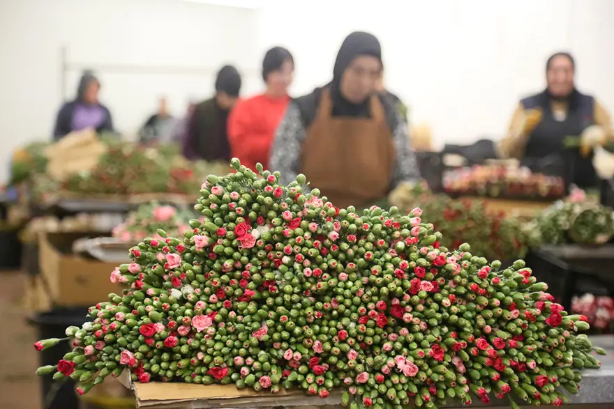 Antalya ve Isparta'dan sevkiyatlar başladı. 12 milyon dolar gelir bekleniyor 1