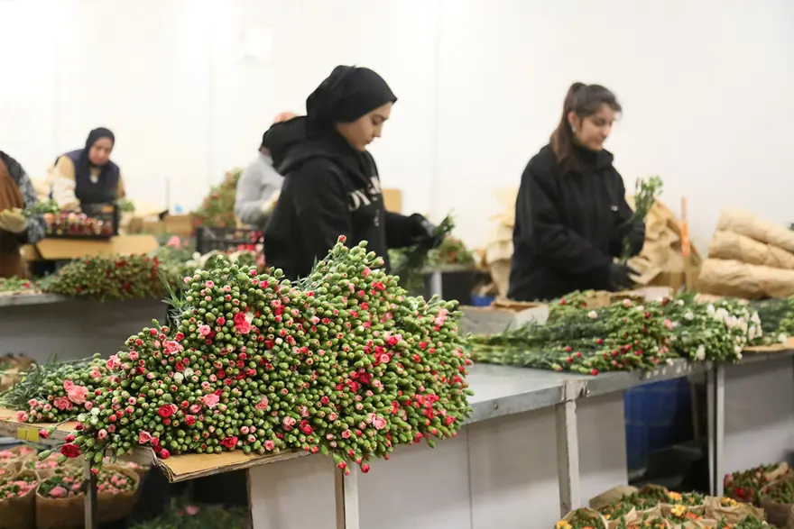 EN ÇOK İHRACAT KARANFİLDE 2