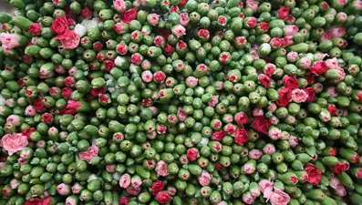 Antalya ve Isparta'dan sevkiyatlar başladı. 12 milyon dolar gelir bekleniyor