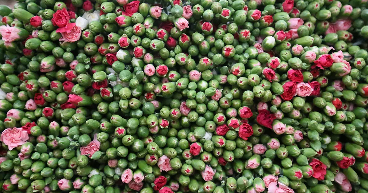 Antalya ve Isparta'dan sevkiyatlar başladı. 12 milyon dolar gelir bekleniyor