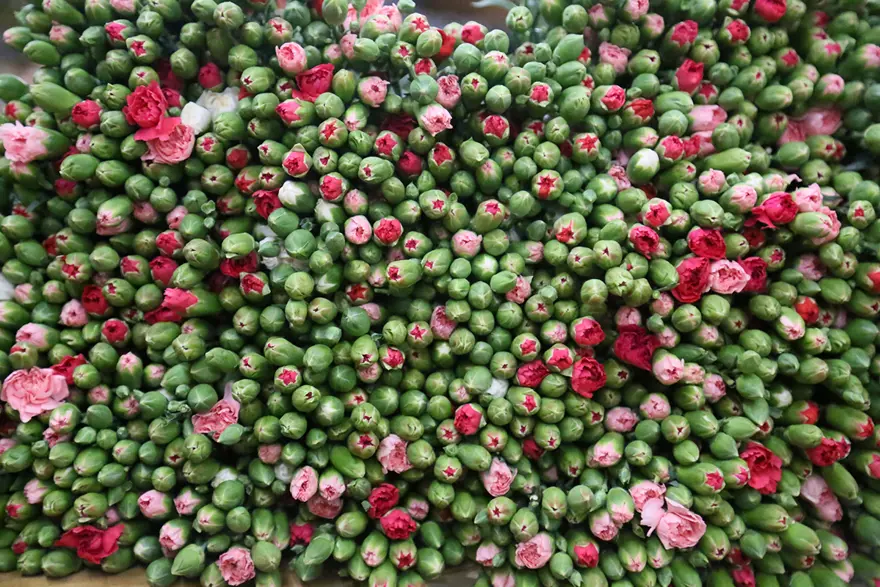 Antalya ve Isparta'dan sevkiyatlar başladı. 12 milyon dolar gelir bekleniyor 