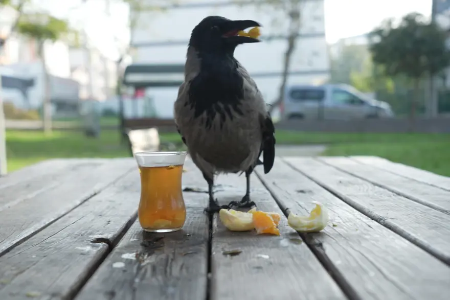 "AİLEDEN BİRİ OLDU" "AİLEDEN BİRİ OLDU"