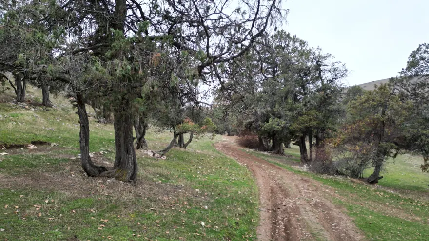 Bu ormana asırlardır balta girmiyor: "Şehit kanından filizlendiğine" inanıyorlar Bu ormana asırlardır balta girmiyor: "Şehit kanından filizlendiğine" inanıyorlar