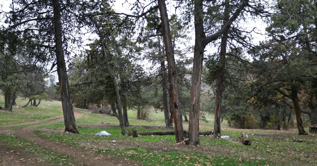 Bu ormana asırlardır balta girmiyor: "Şehit kanından filizlendiğine" inanıyorlar