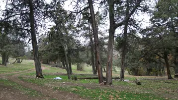 Bu ormana asırlardır balta girmiyor: "Şehit kanından filizlendiğine" inanıyorlar