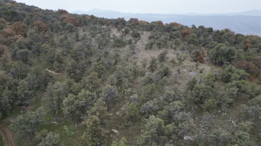 "TEK KÖKTEN SIRT SIRTA BÜYÜYEN ÇOK AĞAÇ VAR" 2 "TEK KÖKTEN SIRT SIRTA BÜYÜYEN ÇOK AĞAÇ VAR" 2