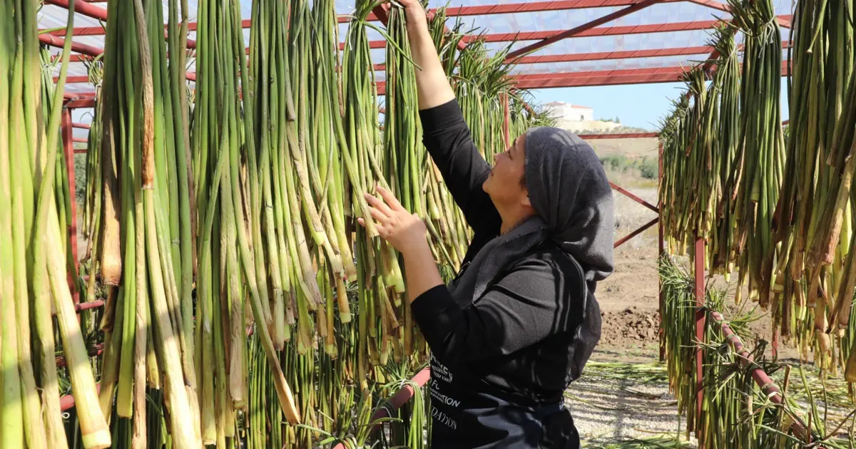 Yaz aylarında göl yüzeyinden toplanıyor: Depremzede kadınların elinde sanat eserine dönüşüyor