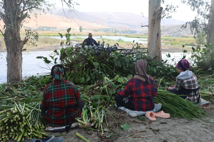 Yaz aylarında göl yüzeyinden toplanıyor: Depremzede kadınların elinde sanat eserine dönüşüyor 