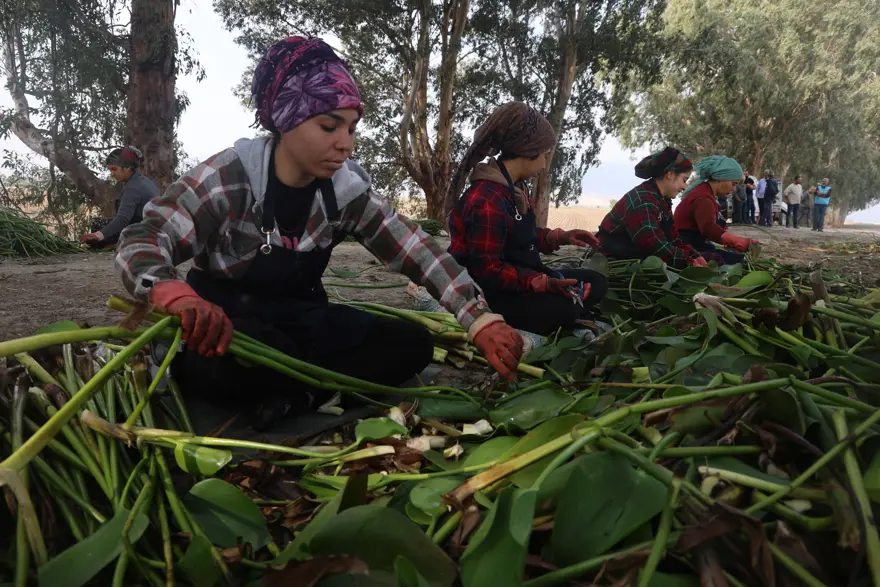 Yaz aylarında göl yüzeyinden toplanıyor: Depremzede kadınların elinde sanat eserine dönüşüyor 1