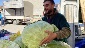 11 kiloluk devasa lahanalar ilgi gördü: Fiyatı 80 liradan başlıyor