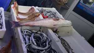 Sinop'ta oltaya takıldı: 9 bin liraya alıcı buldu