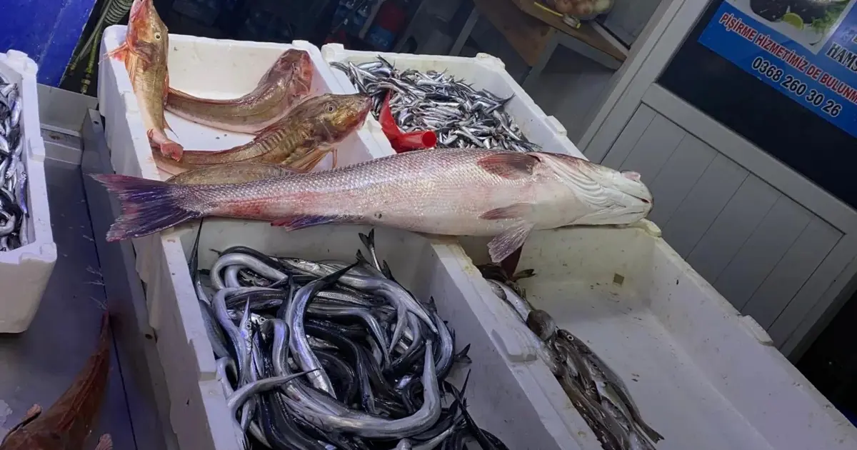 Sinop'ta oltaya takıldı: 9 bin liraya alıcı buldu