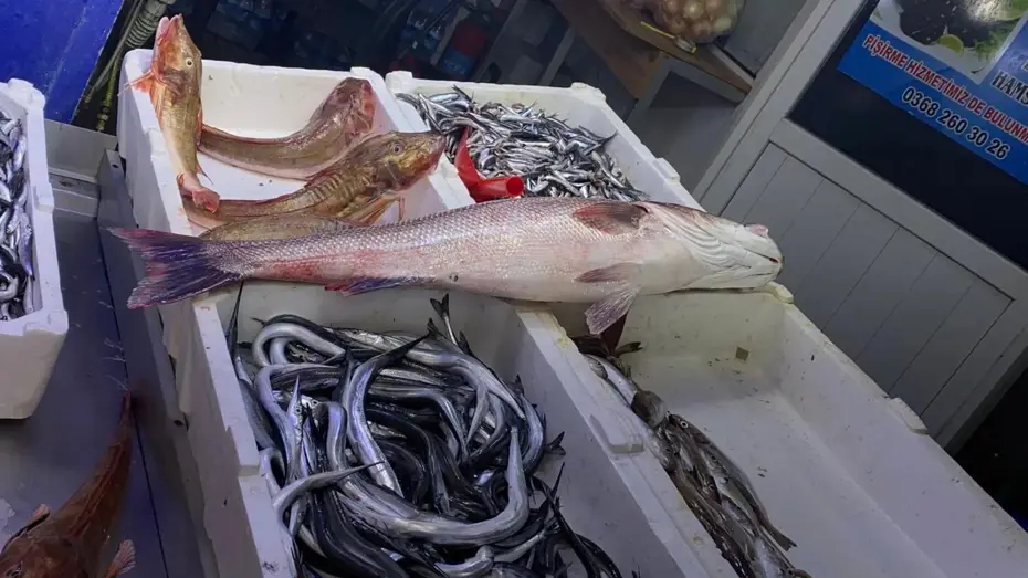 Sinop'ta oltaya takıldı: 9 bin liraya alıcı buldu