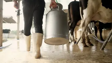 Aydın'da üreticilere 66 milyon TL ödeme yapılacak