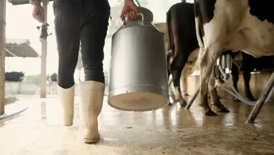 Aydın'da üreticilere 66 milyon TL ödeme yapılacak