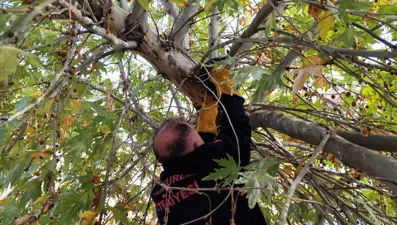 Ağaçta mahsur kalan kediyi itfaiye kurtardı
