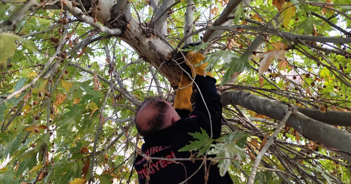 Ağaçta mahsur kalan kediyi itfaiye kurtardı