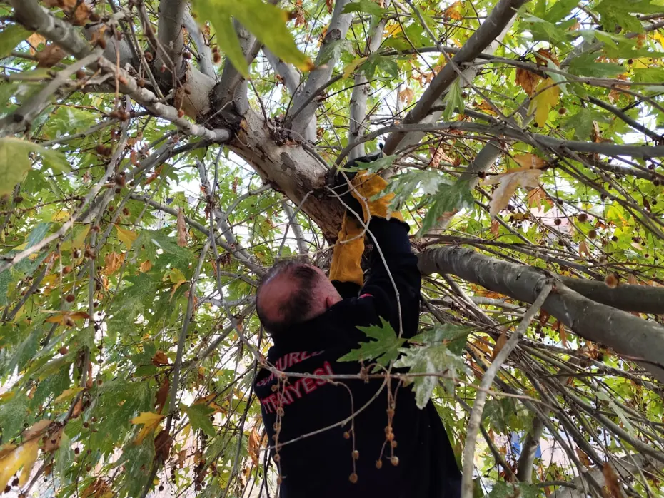 Ağaçta mahsur kalan kediyi itfaiye kurtardı
