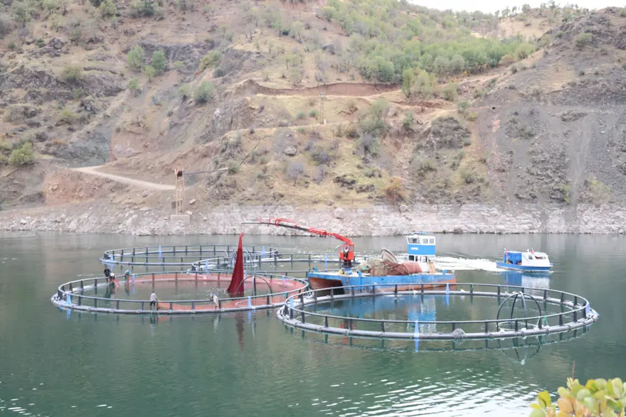 Diyarbakır'ın "Mezopotamya somonu" 500 ton üretiliyor 1 Diyarbakır'ın "Mezopotamya somonu" 500 ton üretiliyor 1