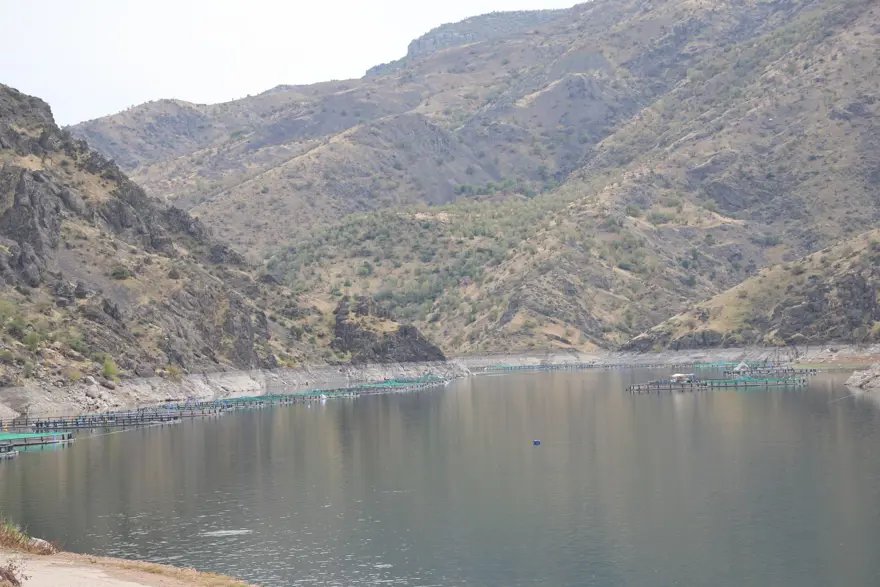 Diyarbakır'ın "Mezopotamya somonu" 500 ton üretiliyor Diyarbakır'ın "Mezopotamya somonu" 500 ton üretiliyor