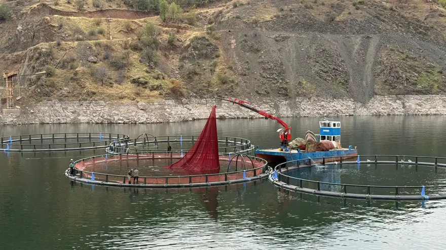 Diyarbakır'ın "Mezopotamya somonu" 500 ton üretiliyor 2 Diyarbakır'ın "Mezopotamya somonu" 500 ton üretiliyor 2