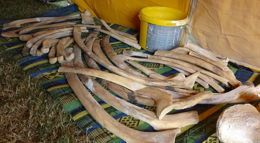 16 metrelik Fin balinasının bin kemiği birleştiriliyor  