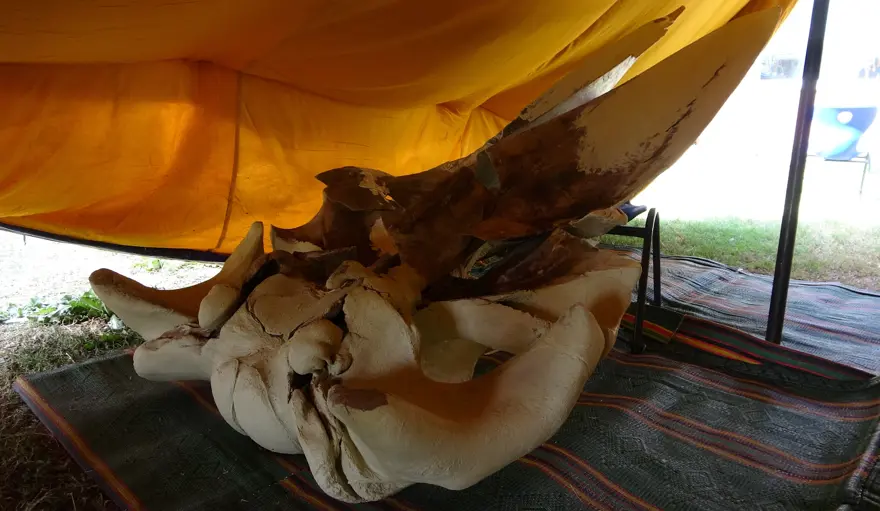 16 metrelik Fin balinasının bin kemiği birleştiriliyor  1