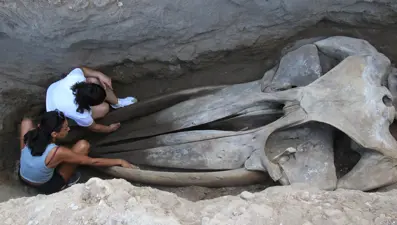 16 metrelik Fin balinasının bin kemiği birleştiriliyor 