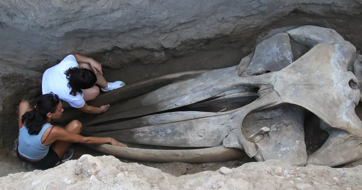 16 metrelik Fin balinasının bin kemiği birleştiriliyor