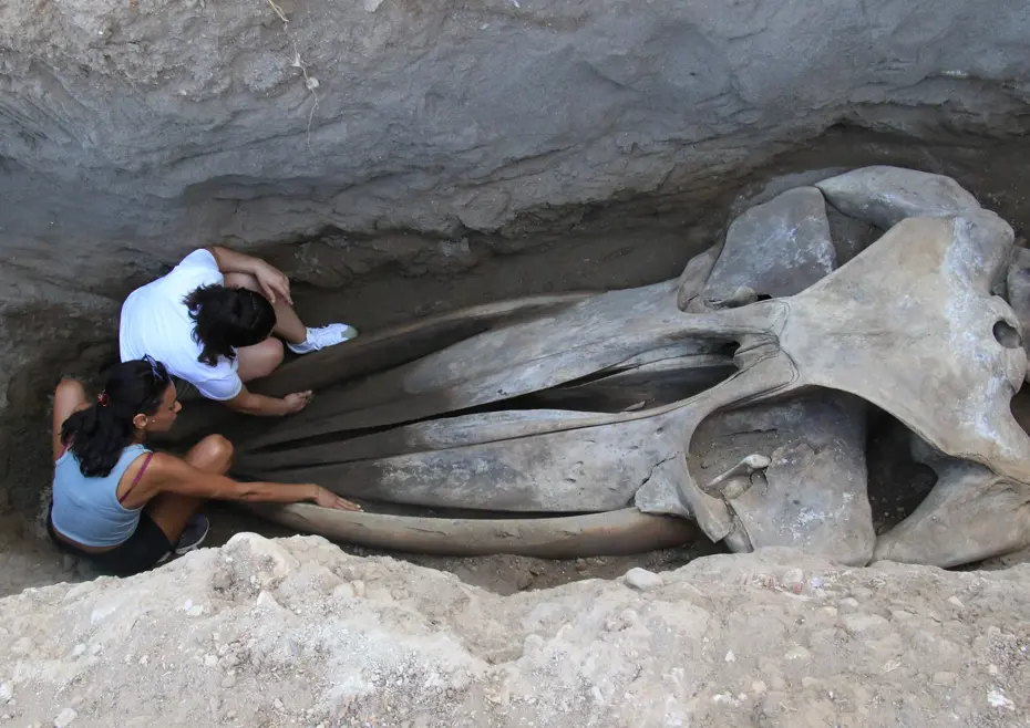 16 metrelik Fin balinasının bin kemiği birleştiriliyor 