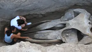 16 metrelik balinanın kemiği birleştiriliyor