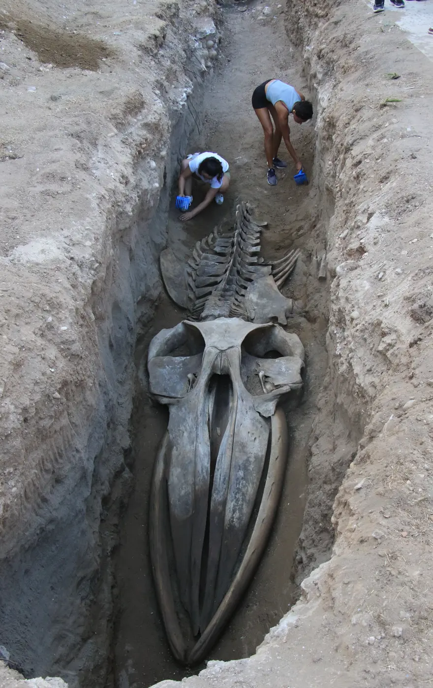 16 metrelik Fin balinasının bin kemiği birleştiriliyor  3