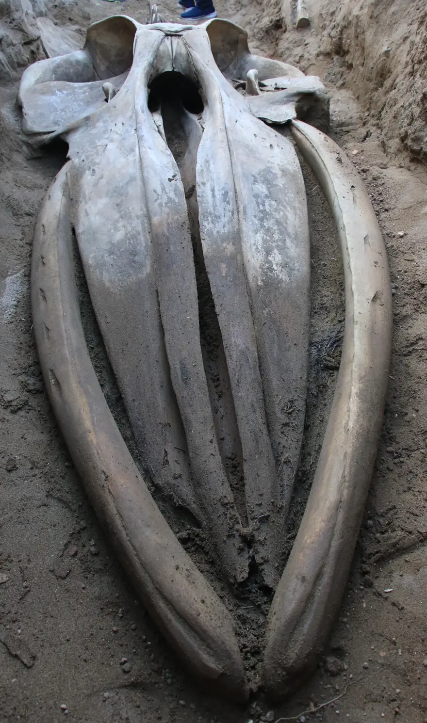 16 metrelik Fin balinasının bin kemiği birleştiriliyor  4