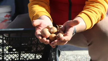 Dağlarda kendiliğinden yetişiyor: "Beşbıyık" tezgahlarda yerini aldı, kilosu 50 lira