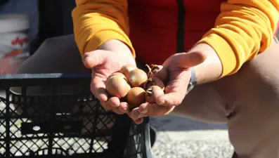 Dağlarda kendiliğinden yetişiyor: "Beşbıyık" tezgahlarda yerini aldı, kilosu 50 lira