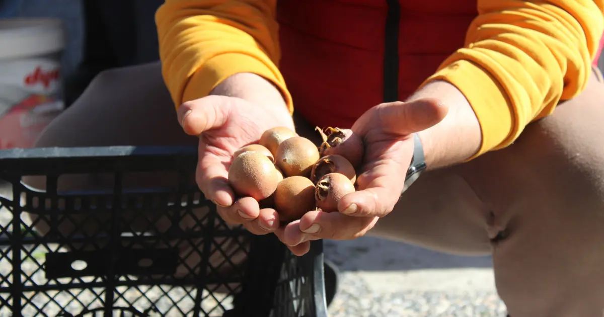 Dağlarda kendiliğinden yetişiyor: "Beşbıyık" tezgahlarda yerini aldı, kilosu 50 lira