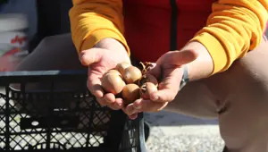 Dağlarda kendiliğinden yetişiyor