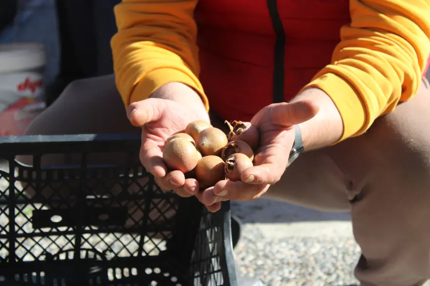 Dağlarda kendiliğinden yetişiyor: "Beşbıyık" tezgahlarda yerini aldı, kilosu 50 lira 2
