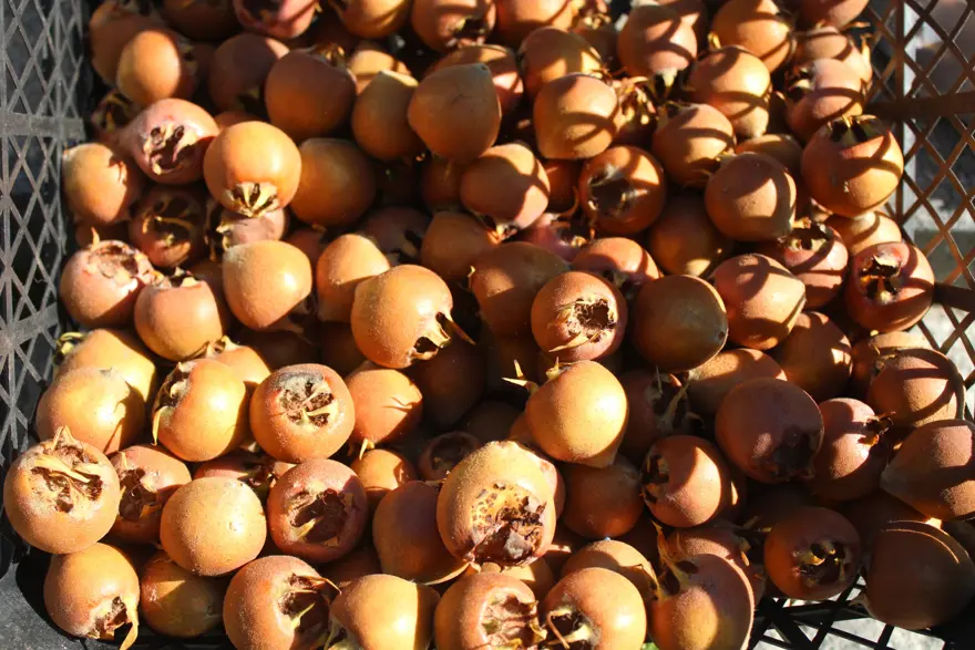 Dağlarda kendiliğinden yetişiyor: "Beşbıyık" tezgahlarda yerini aldı, kilosu 50 lira 