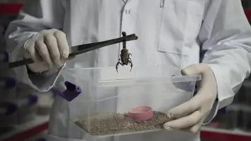 Niğde’den dünyaya 'akrep zehri' ihraç ediyor: ''Önce tedirgindim ama sonra alıştım''