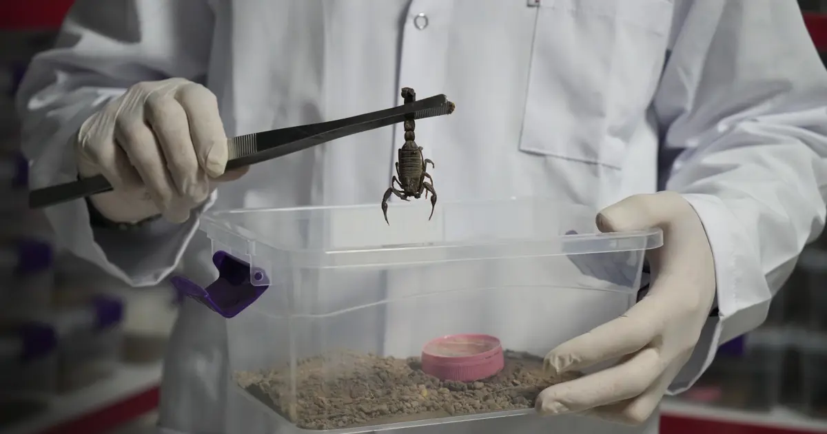 Niğde’den dünyaya 'akrep zehri' ihraç ediyor: ''Önce tedirgindim ama sonra alıştım''