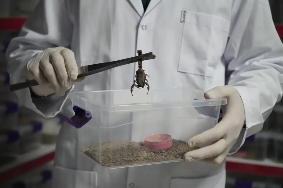 Niğde’den dünyaya 'akrep zehri' ihraç ediyor: ''Önce tedirgindim ama sonra alıştım''