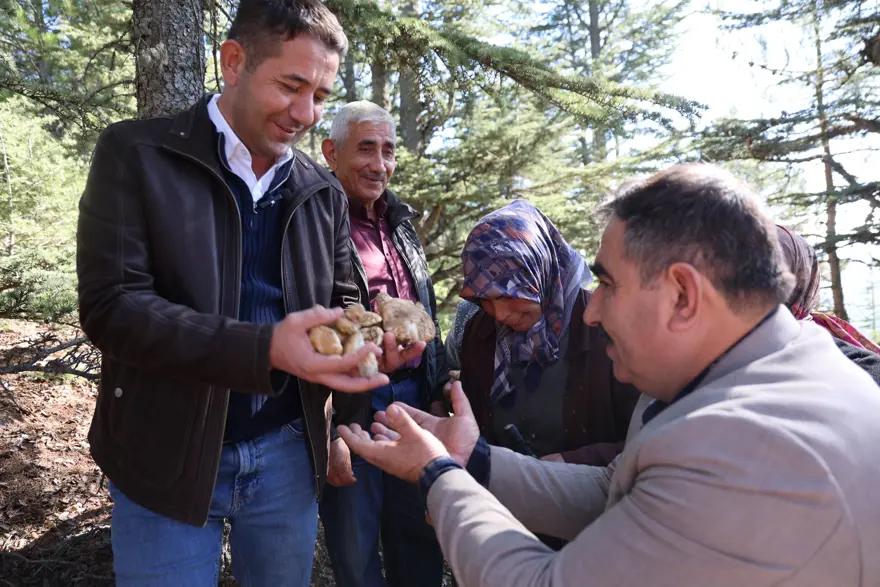 Ek gelir kaynağı, kilosu 500 TL: Toplarken çok dikkatli olmak gerekiyor 1