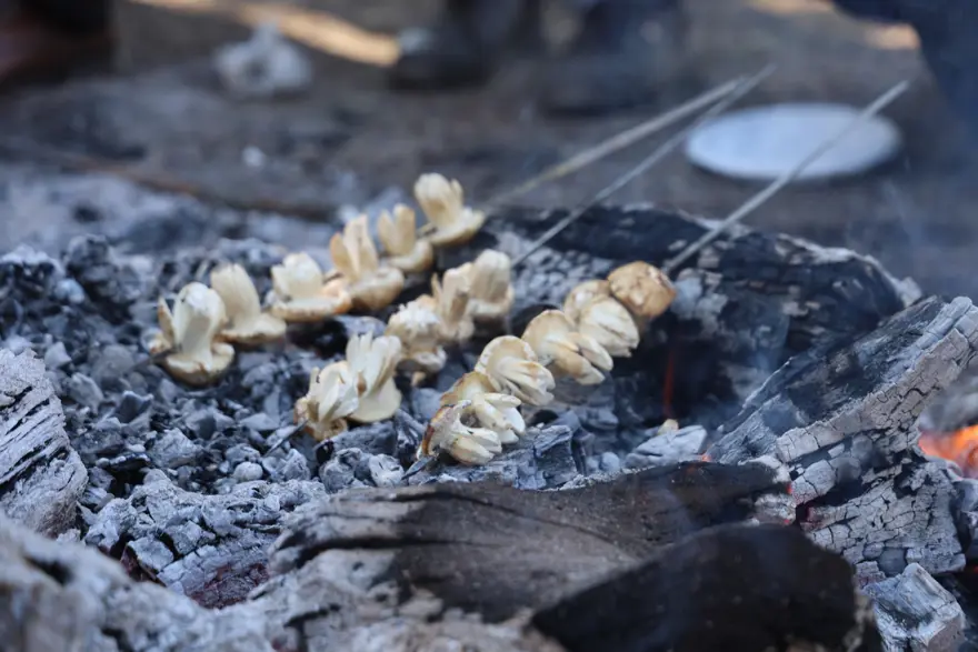 "KÜÇÜK MANTARLAR TOPLANMAMALI" 3